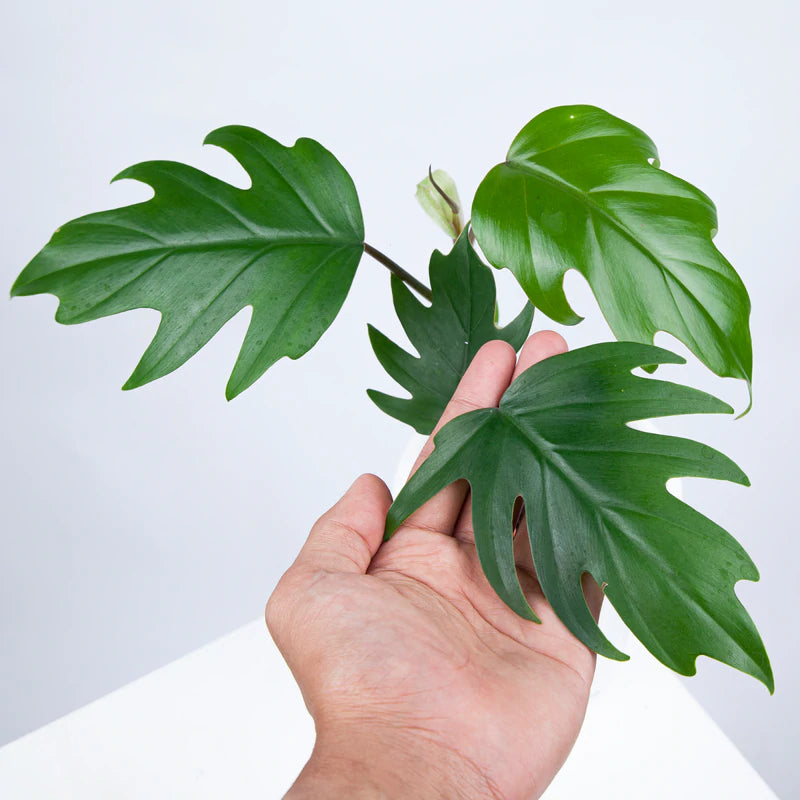 Philodendron Mayoi Plant