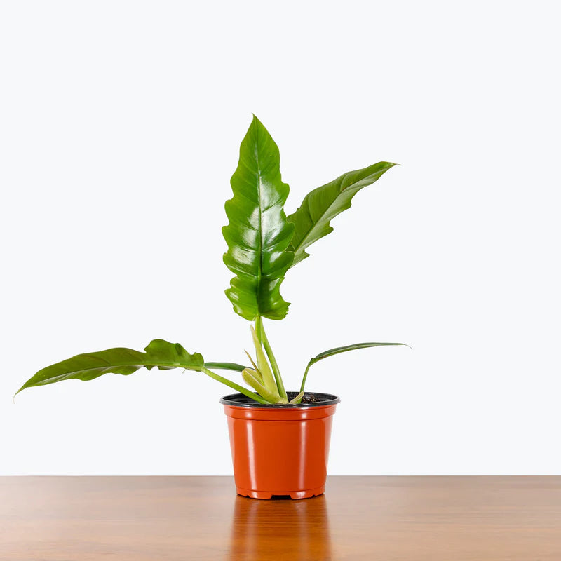 Philodendron Narrow Escape, Jungle Boogie