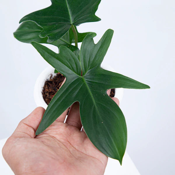 PHILODENDRON PEDATUM