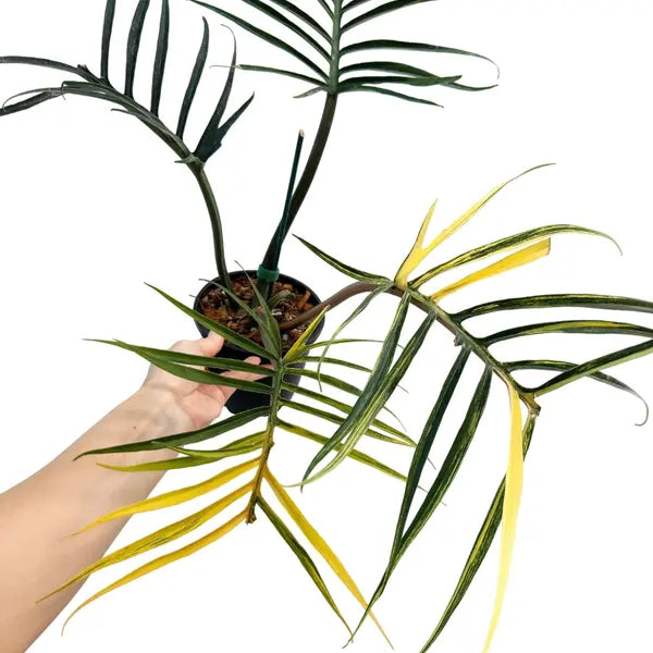 Philodendron Tortum Variegated