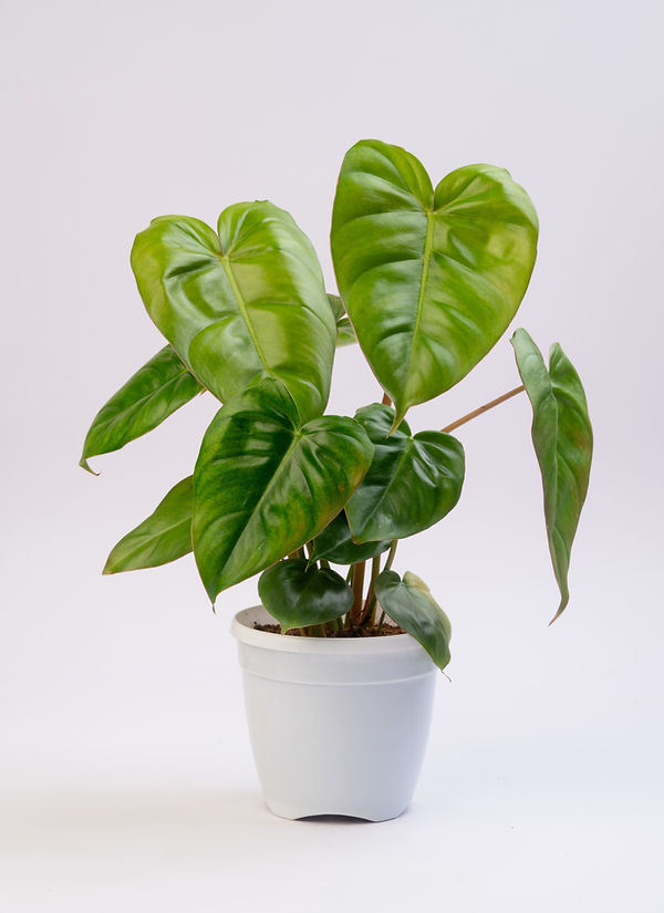 Philodendron Billienum