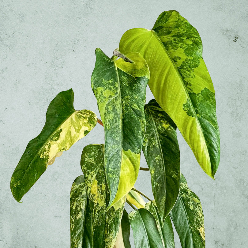 Philodendron Domesticum Verigated