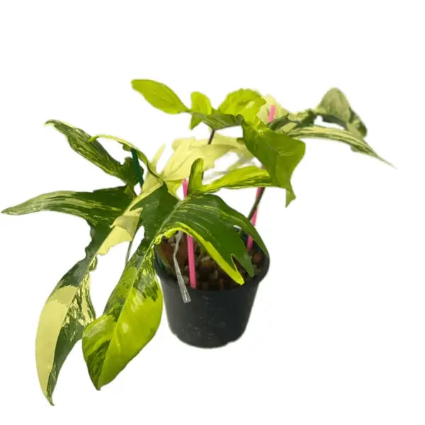 Philodendron Florida Beauty- Rare plant
