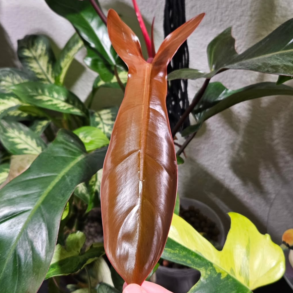 Philodendron Florida Bronze