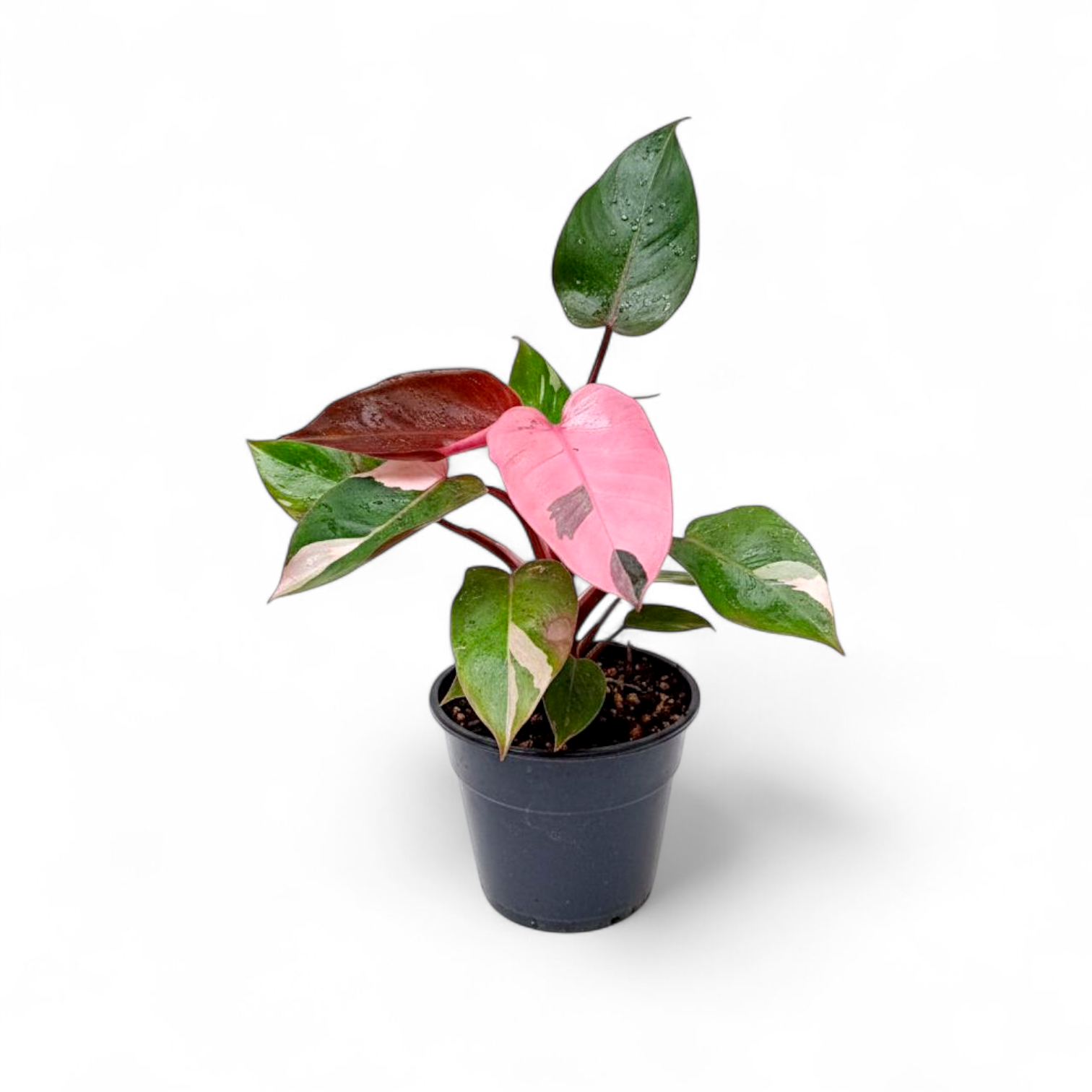 Philodendron Pink princess