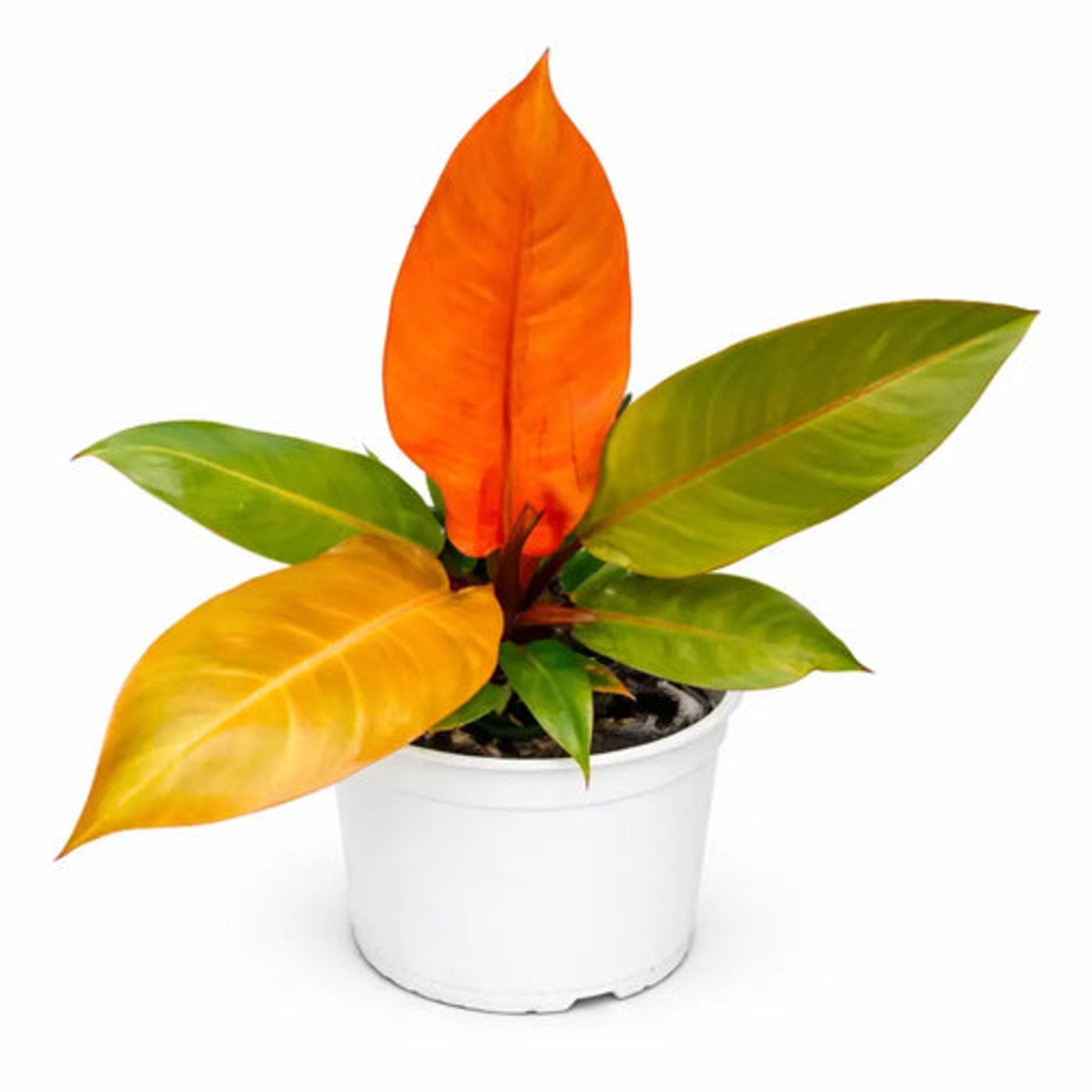 Philodendron Prince of Orange – Vibrant orange new growth foliage of Philodendron Prince of Orange – Jiffy Sized