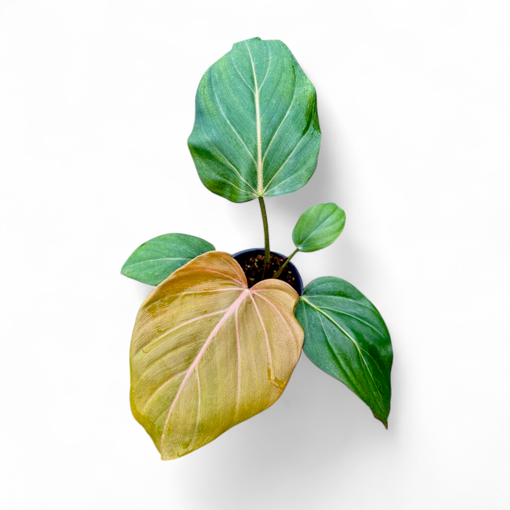 Philodendron Summer Glory