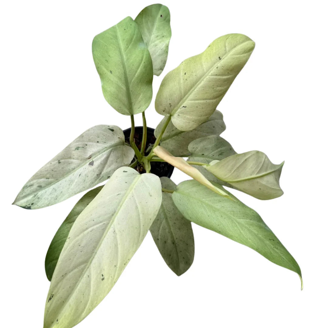 Philodendron Wipple Way