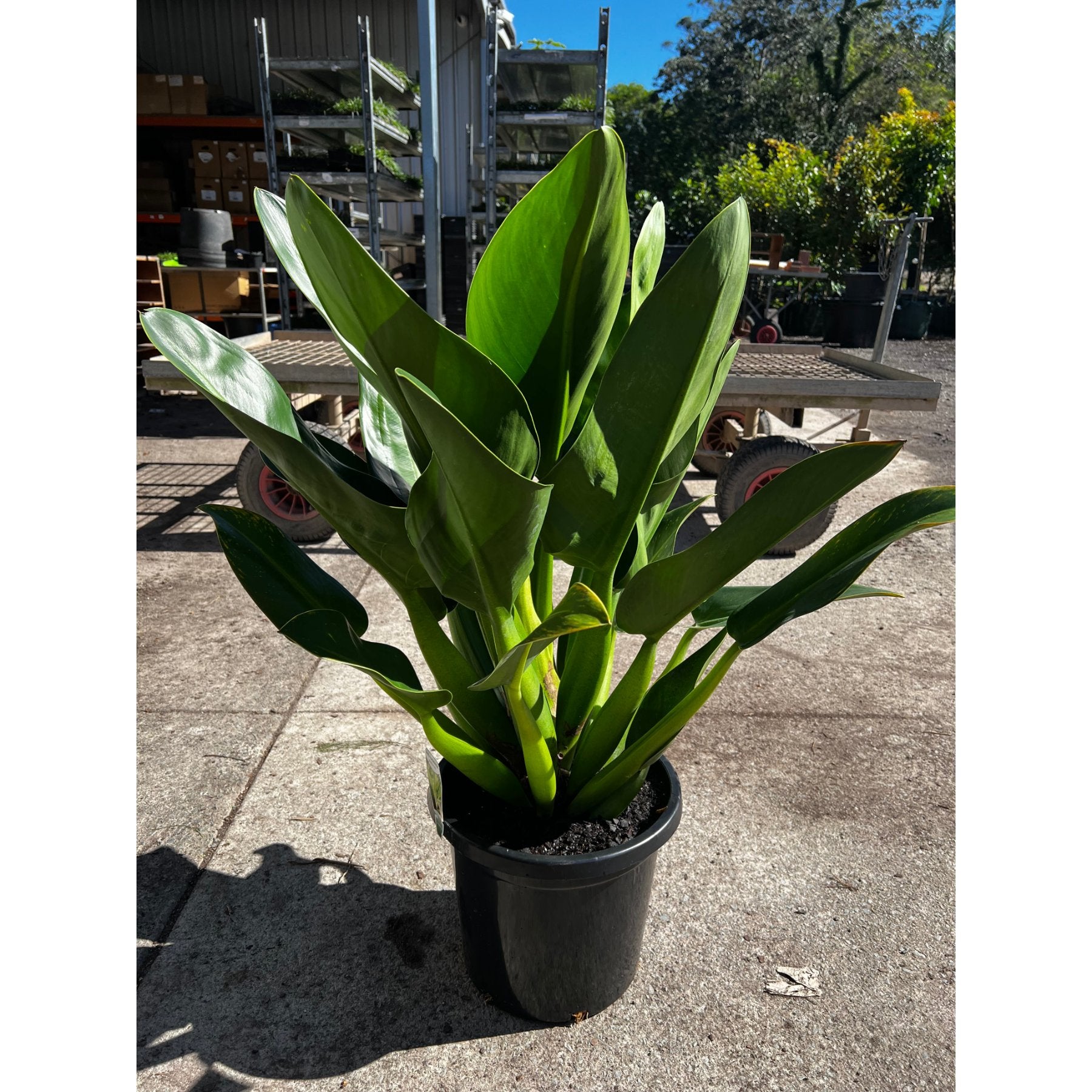 Fat Boy Philodendron Martianum close up leaf detail – healthy nursery plant – Foliages.in