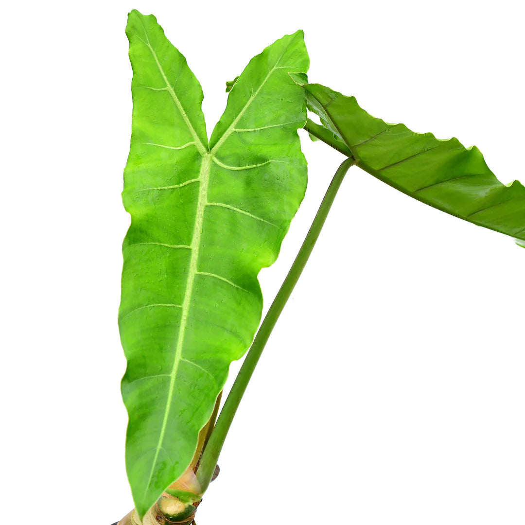 Philodendron Maximum