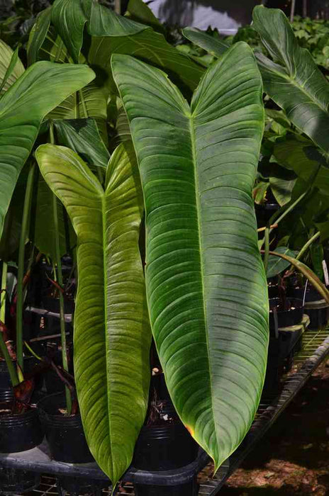 sharoniae philodendron Philodendron Sharoniae – Foliages.in