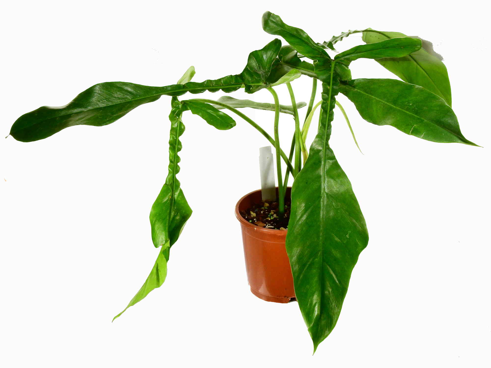 Philodendron Joepii