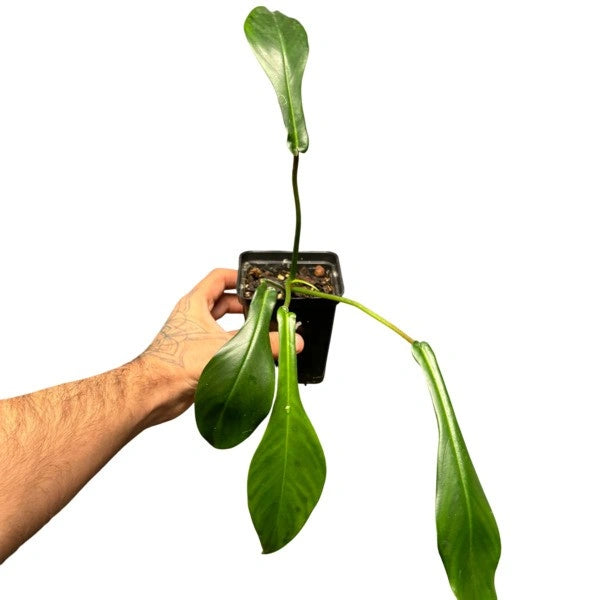 Philodendron Joepii - Rare