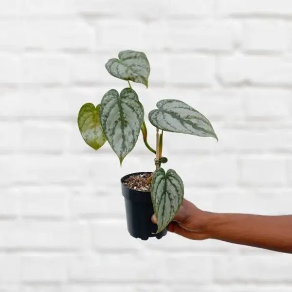 Philodendron Brandtianum (Node Propogation)