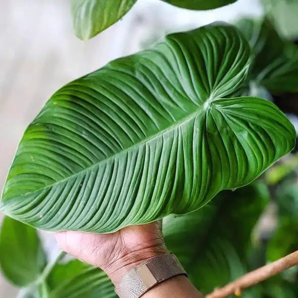 Philodendron Tenue - Rare Plant
