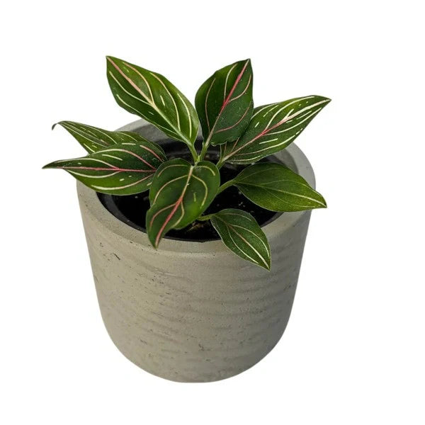 Aglaonema Red Vein, Rotundum Tiger