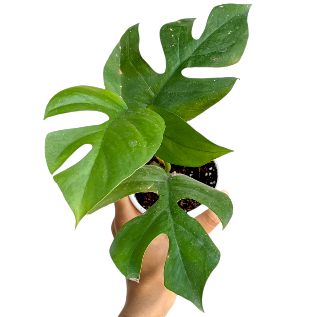 Rhaphidophora Tetrasperma