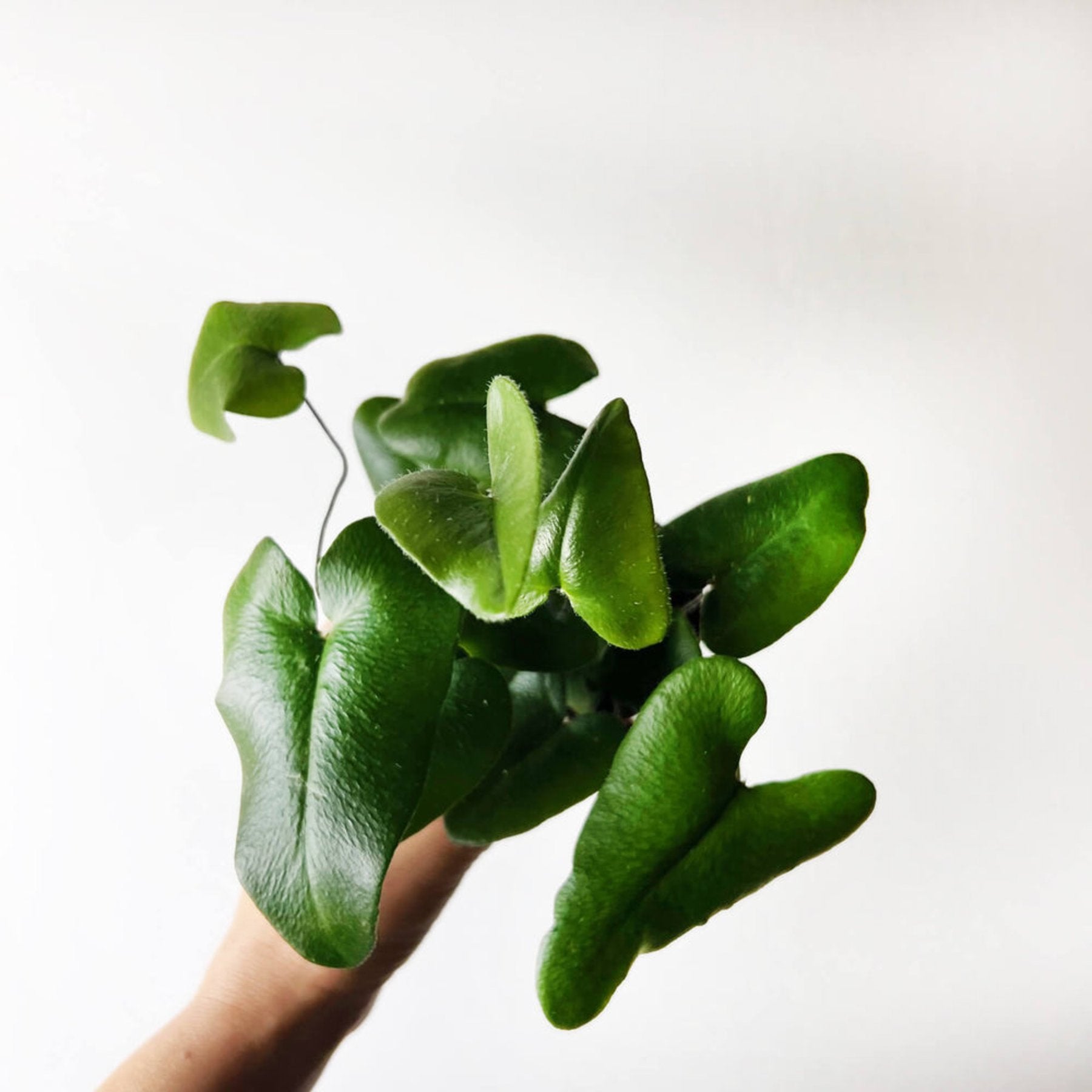 Heart Leaf Fern close up leaf detail – healthy nursery plant – Foliages.in