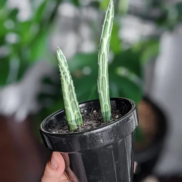 Pickle Plant, Kleinia Stapeliiformis, Candle Stick Plant