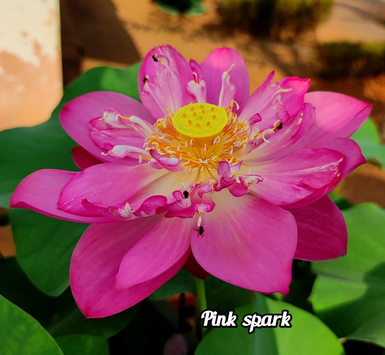 Pink shark,white masky, dripping dew lotus tuber combo (3 tubers)