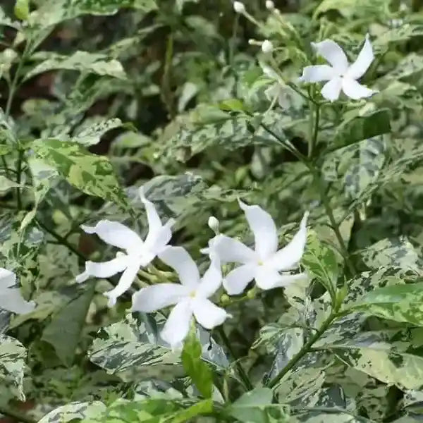 Pinwheel Jasmine Variegated