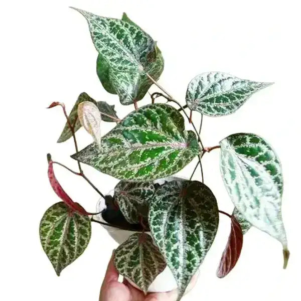 Piper Ornatum, Piper Crocatum "Red Betel Leaf" - Rare