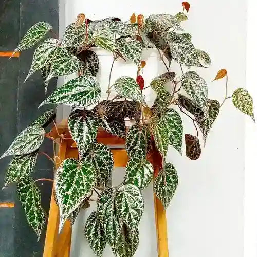 Piper Ornatum, Piper Crocatum "Red Betel Leaf" - Rare