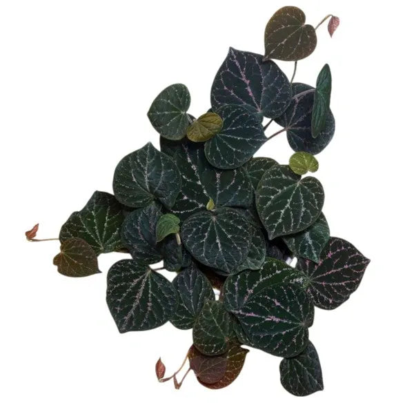 Piper Porphyrophyllum - Rare