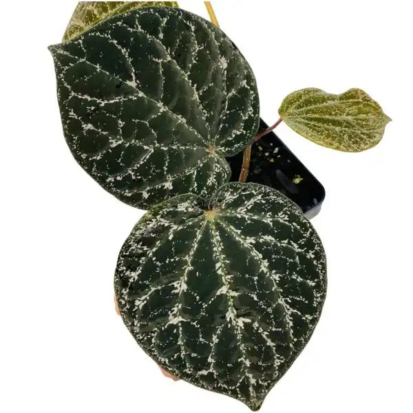 Piper Porphyrophyllum - Rare