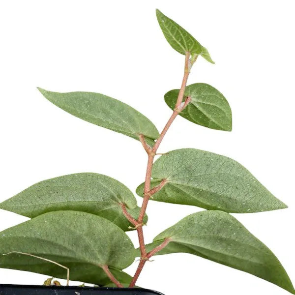 Piper Ribesioides (sp. South Sumatra)