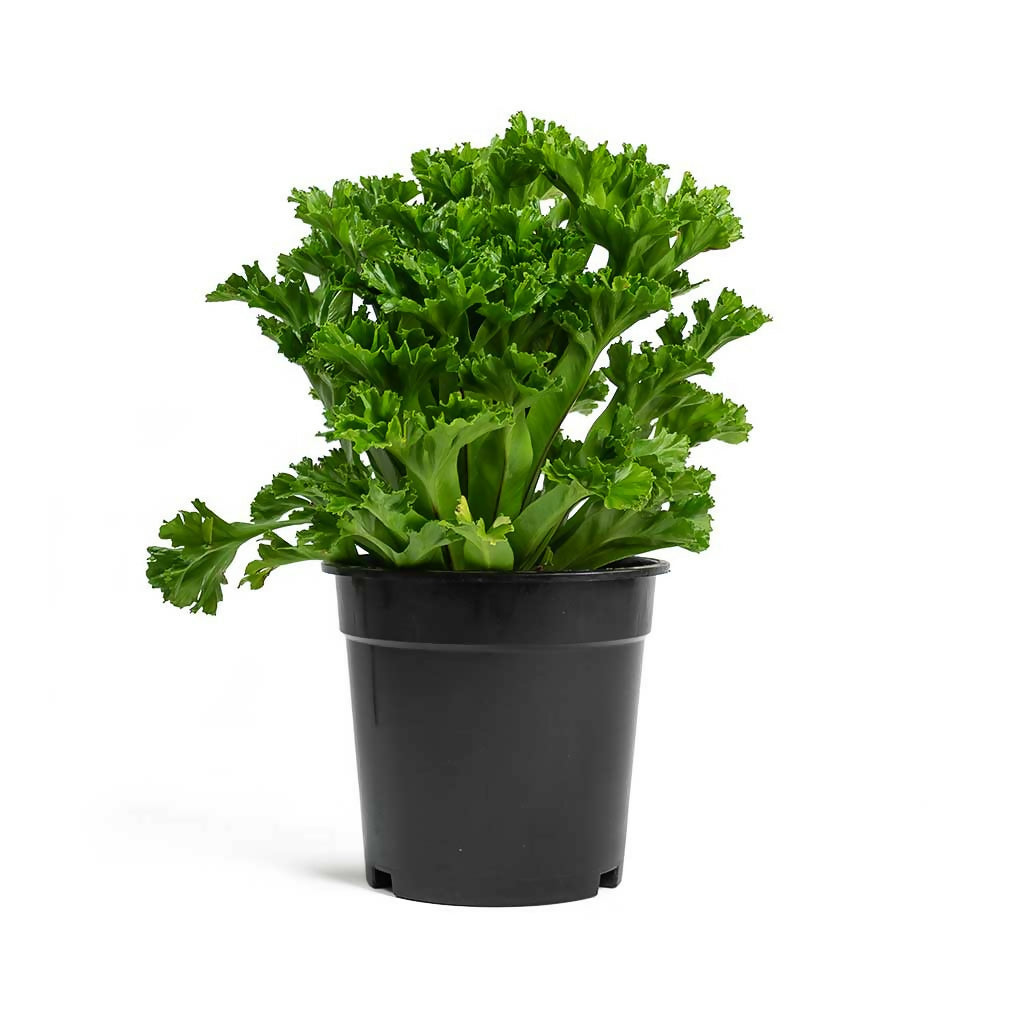 Asplenium antiquum 'Leslie' fern