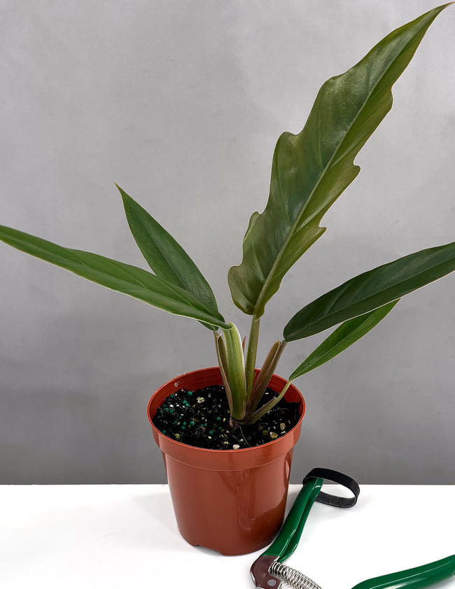 Philodendron pluto Miniature