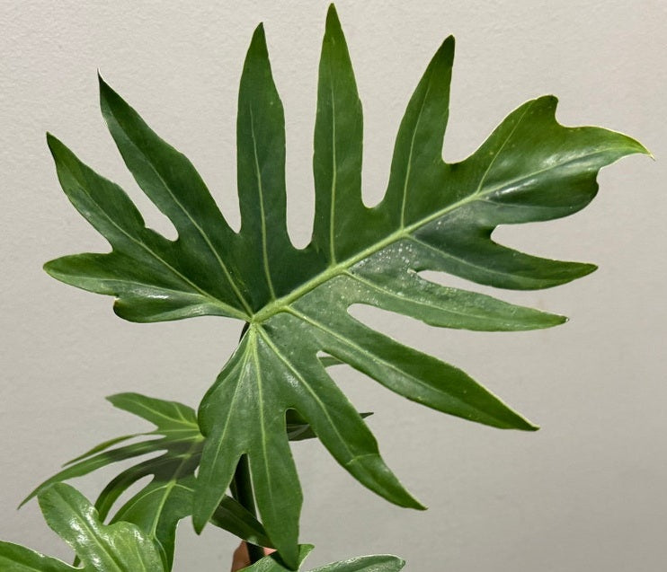 Philodendron Radiatum