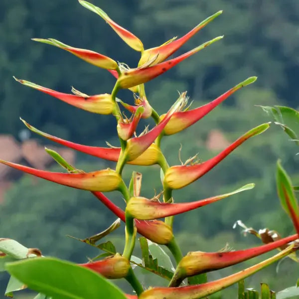 Heliconia Latispatha