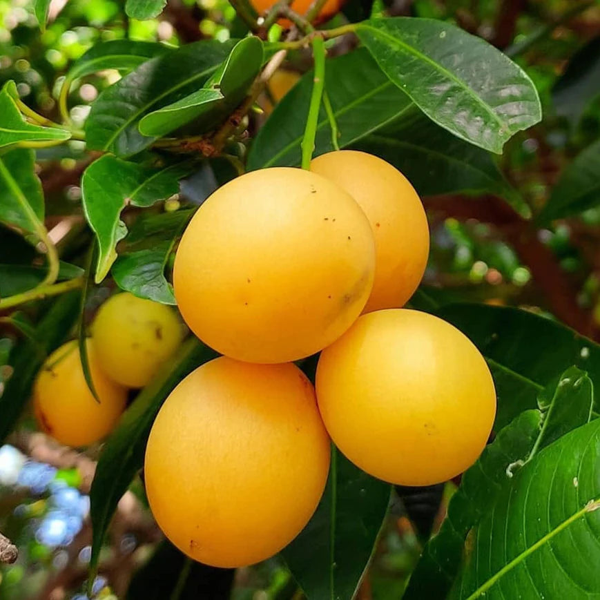 Maprang Fruit Plant - Live Tree - Keyfarm Wayanad