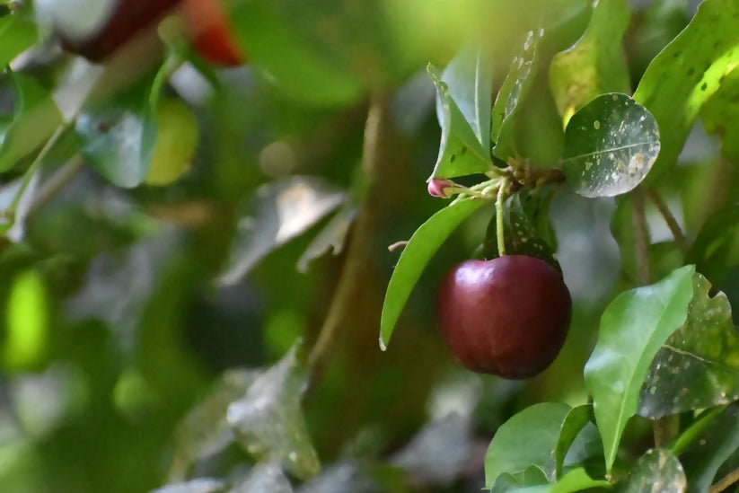 Acerola cherry Live Plant (Malpighia Emarginata)