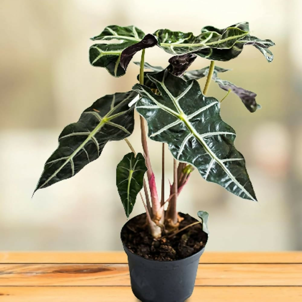 Alocasia polly-Exotic TC- EtherealDNA