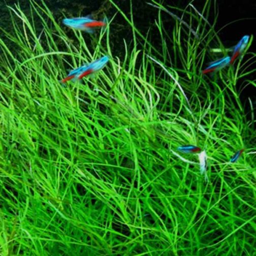 Pogostemon stellatus- octopus (3 stems)