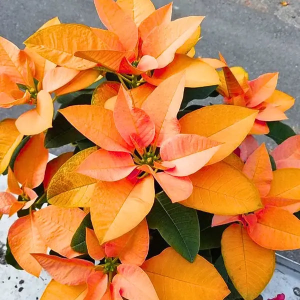 Orange Poinsettia