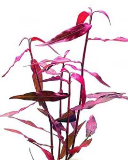 Polygonum sp. 'Sao paulo' Red (pot)