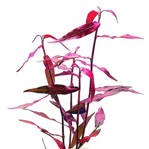 Polygonum sp. 'Sao paulo' Red (3 stems)