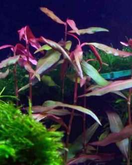 Polygonum sp. 'Sao paulo' Red (3 stems)