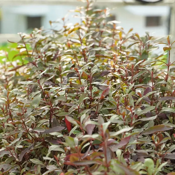 Ponnanganni Cheera, Spinach (Alternanthera sessilis)- Edible