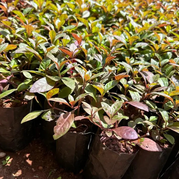 Ponnanganni Cheera, Spinach (Alternanthera sessilis)- Edible