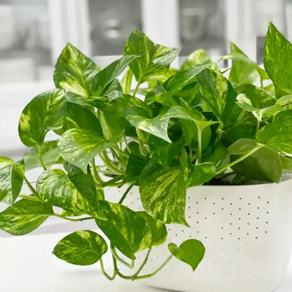 Golden Pothos