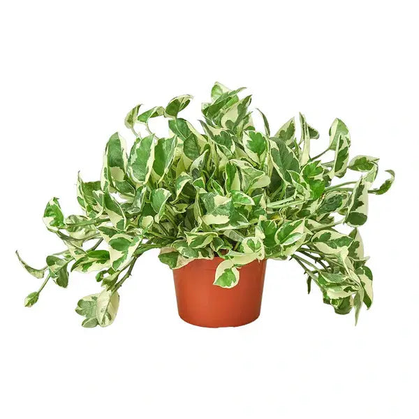 Epipremnum Aureum 'Njoy Pothos'
