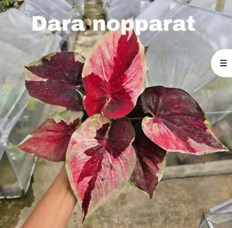 Caladium daranopparat