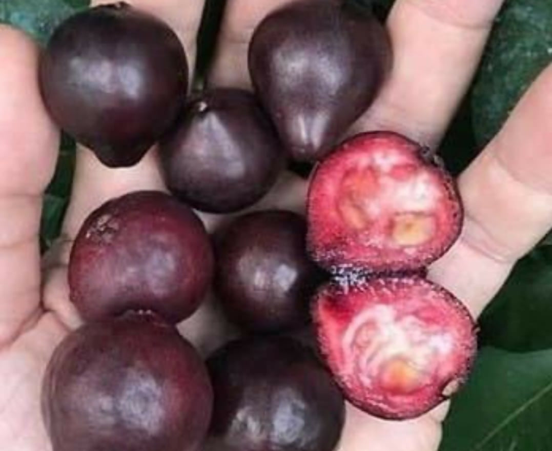 Rainforest Plum – Rare Live Sapling - Keyfarm Wayanad