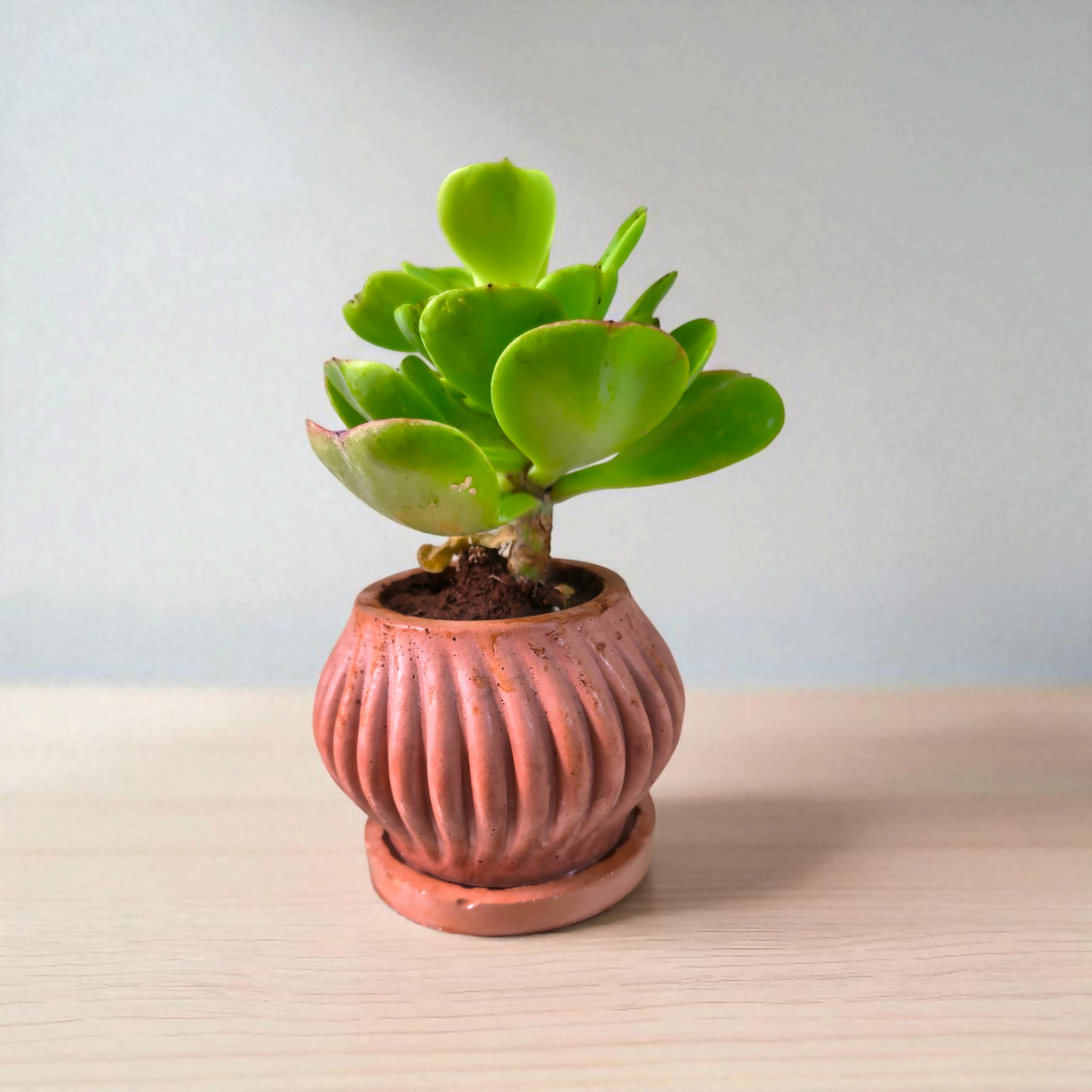 The Striped - 3.75"x3" | fluted | natural tones | earth freindly| concrete planter | Succulent desk planter