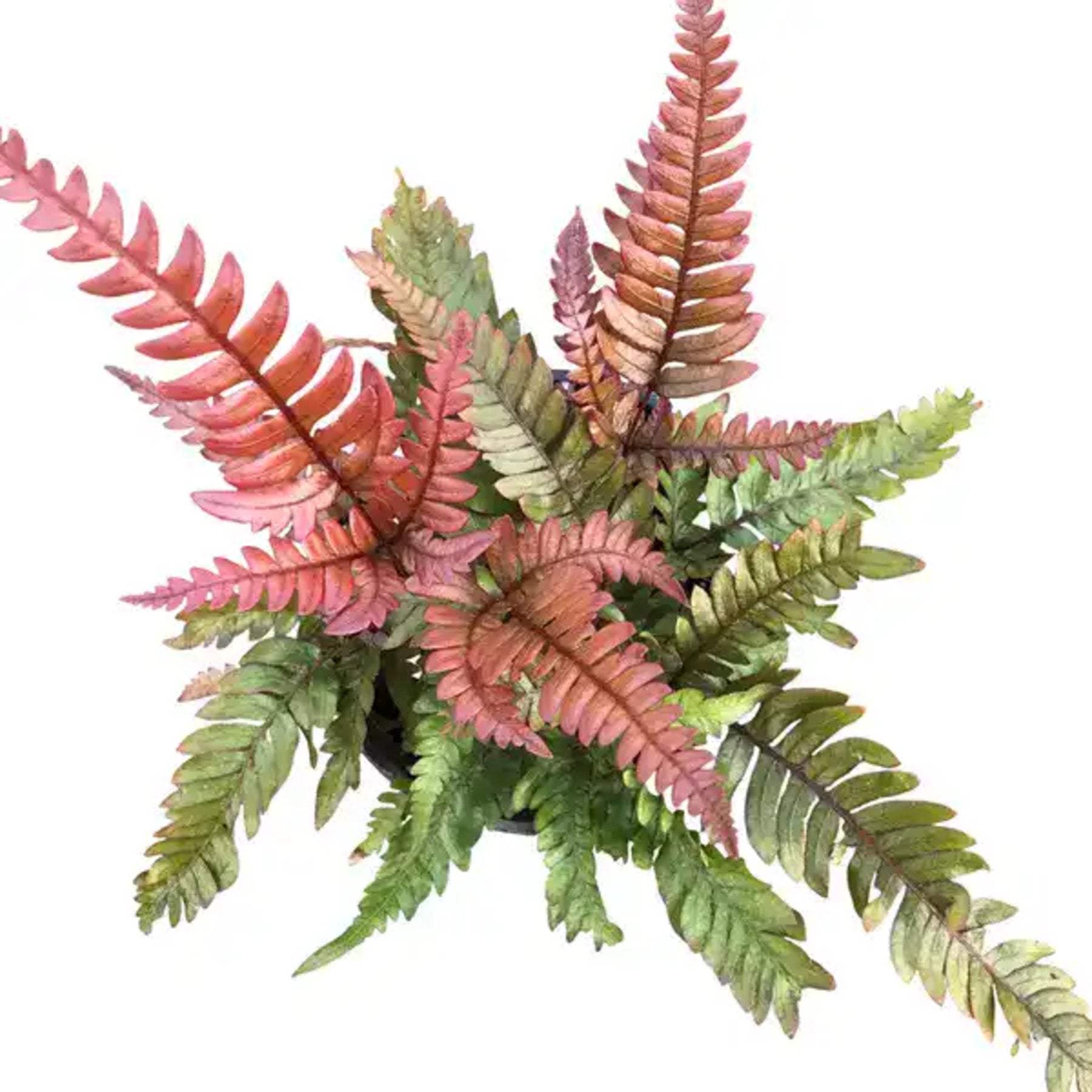 Tricolor Brake Fern – Vibrant tricolor fern foliage in a jiffy pot – Jiffy Sized